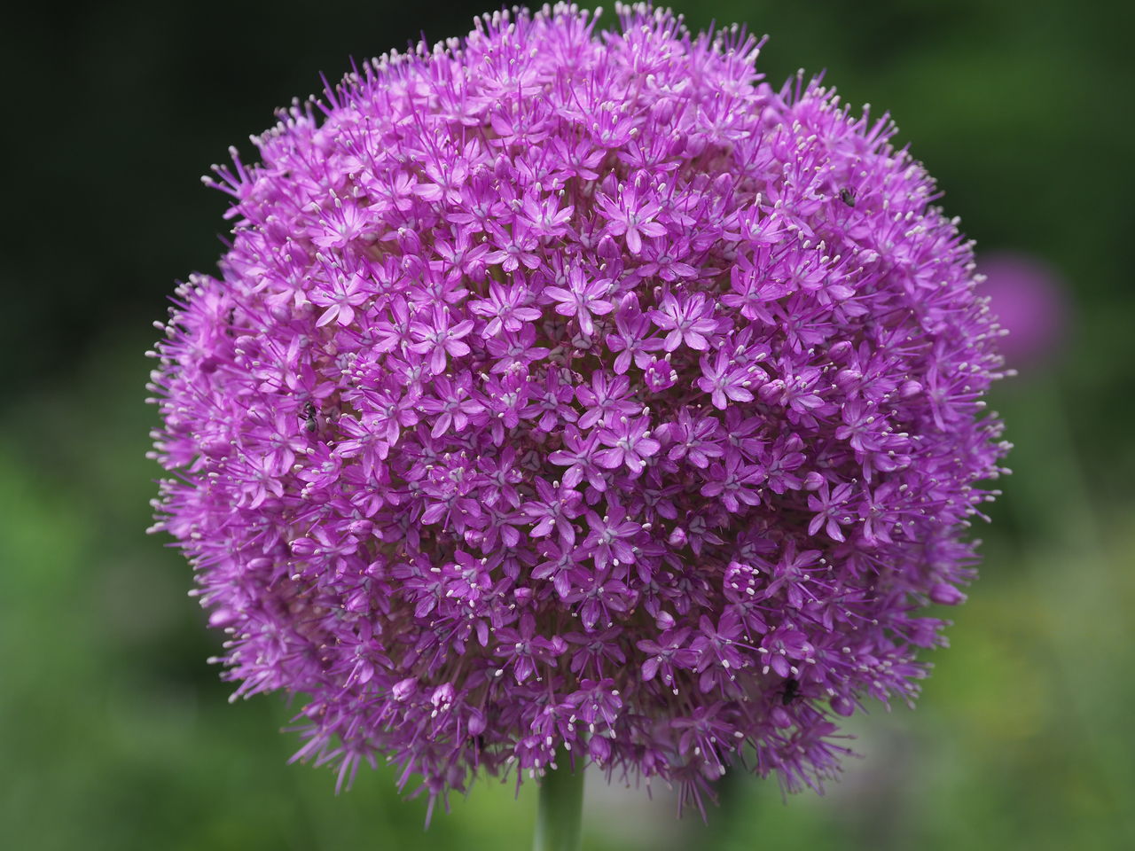 百合の開花始まる花公園にて エコフォト歳時記