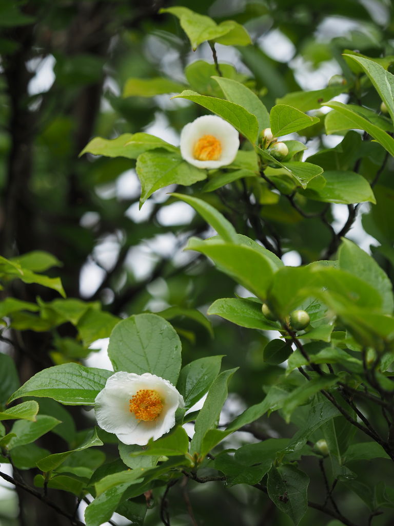 ナツツバキ 夏椿 の花が咲く頃に エコフォト歳時記 ナツツバキ 夏椿 の花が咲く頃に エコフォト歳時記