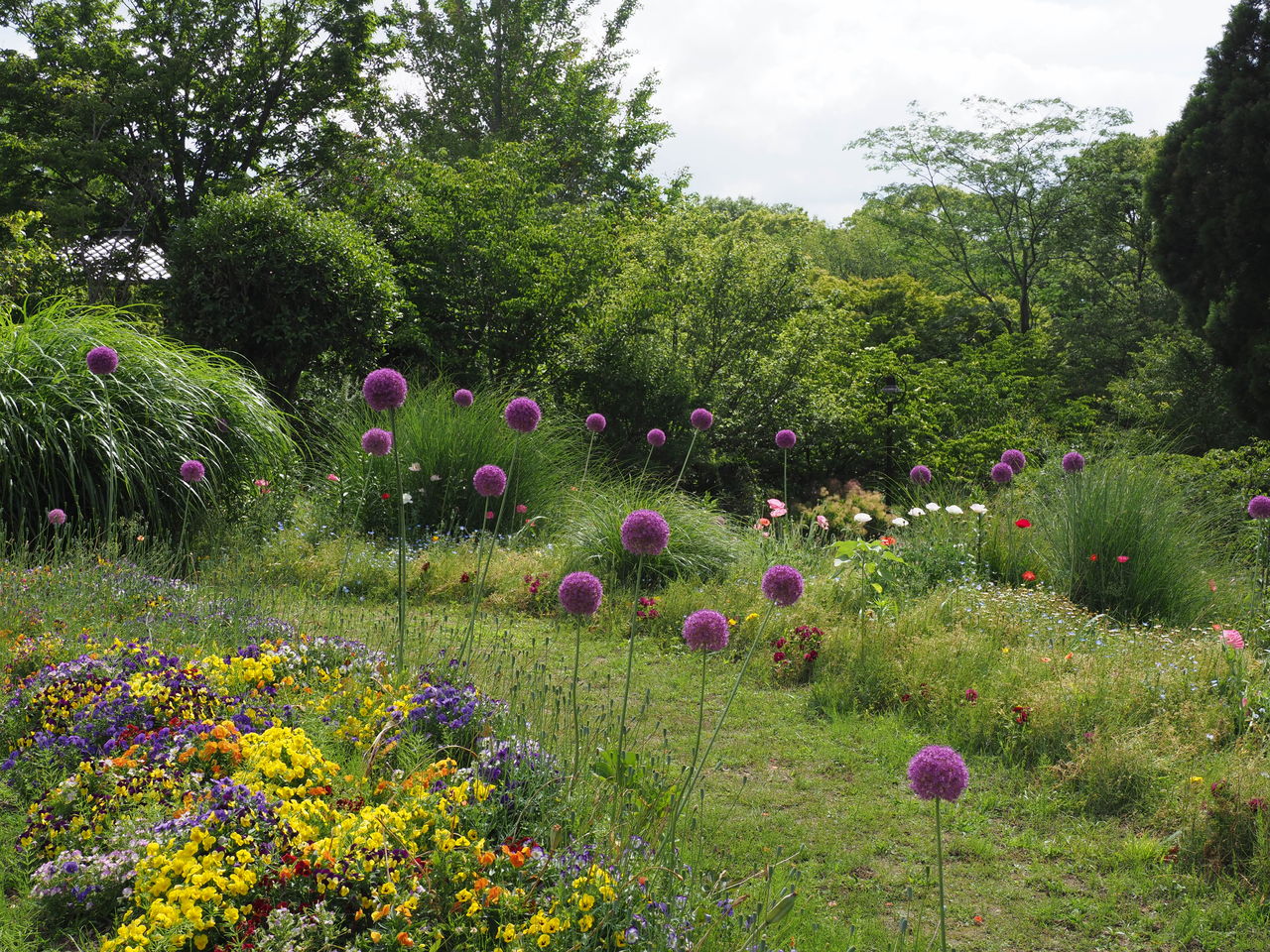 百合の開花始まる花公園にて エコフォト歳時記