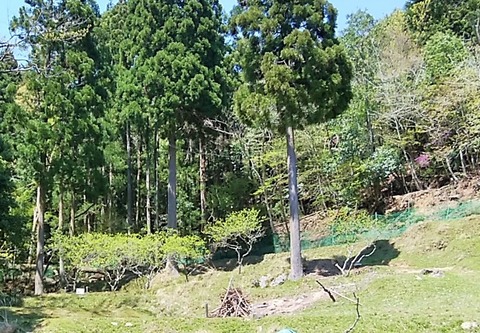 IMG_20200425_124530 (3)