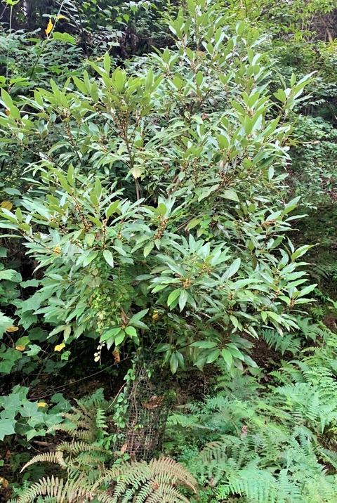 S__48062482