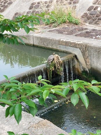 すがる川4