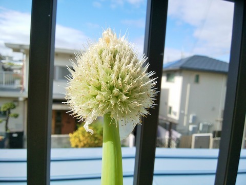 IMG_20200419_082540