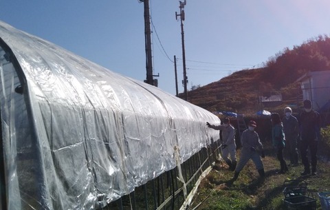 穂の会（４）温室ハウスのシート張り