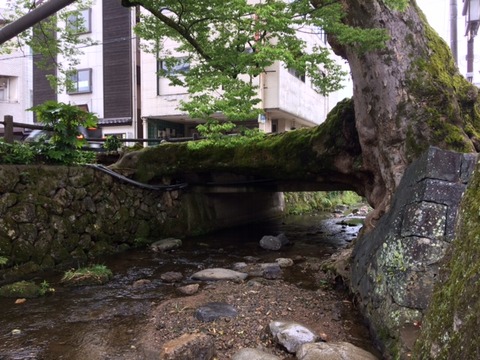 木の根橋