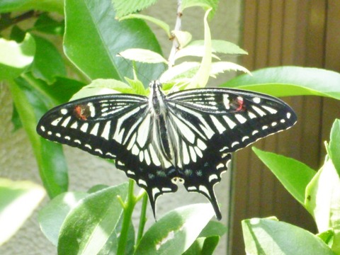 今年初めてのアゲハ蝶です