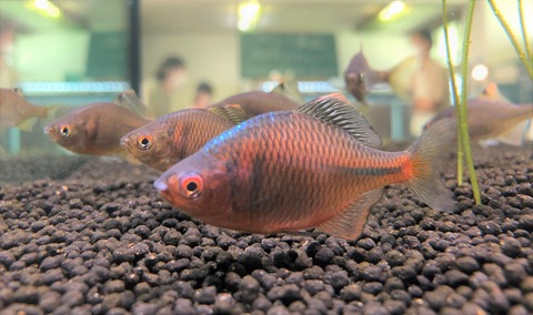 tanago2