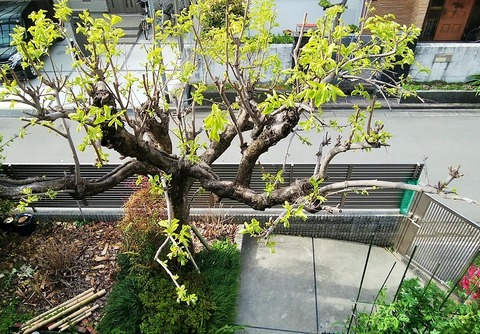 IMG_20200419_082739