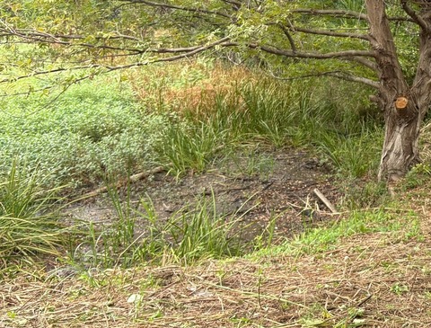 20251012庭窪ワンド_251012_4