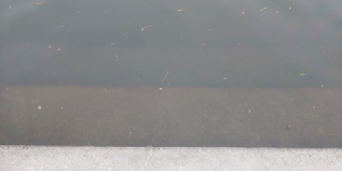 190602 岡崎s市乙川河川緑地(採水付近)DSC_0124-1