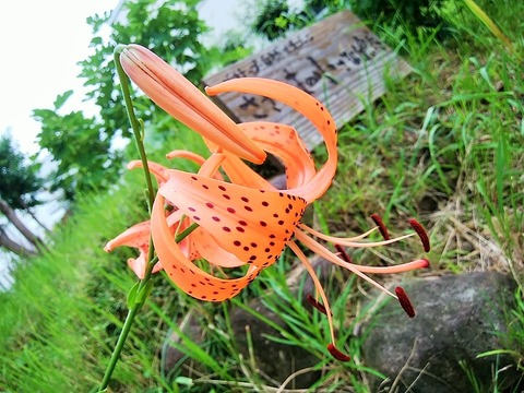 66758386_2405636443046435_3259498376546222080_n