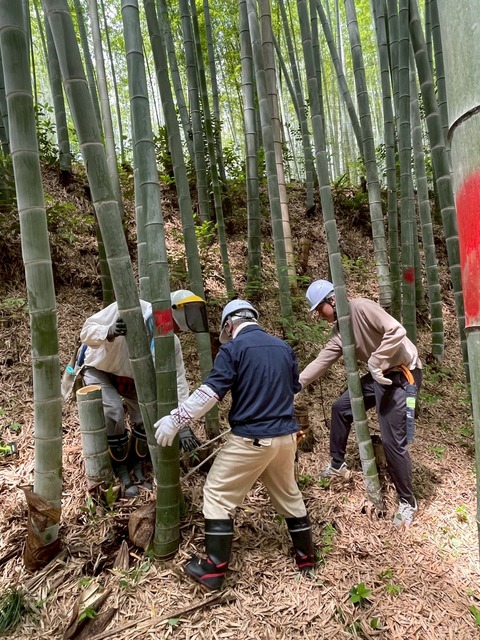 LINE_ALBUM_202561 石清水竹林保全_250601_8