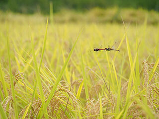 P9178009のコピー