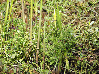 自然共生サイトの湿地をお手入れします