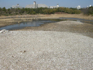 礫浦