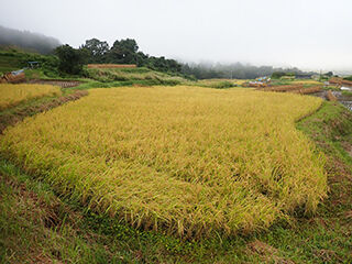 【信里】稲刈りしました