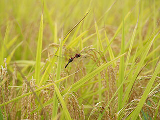 P9178021のコピー