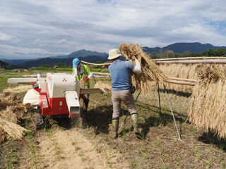 稲束を運ぶ
