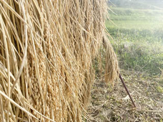 干した稲