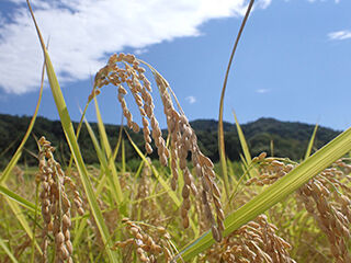 P9171475のコピー