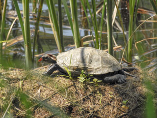 【寄稿】『生物の科学 遺伝』11月号は淡水ガメ特集です
