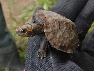 ������゙����