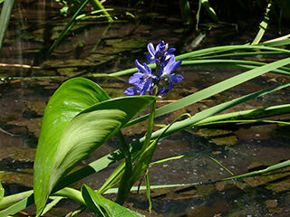 ミズアオイ＠アヒル池240616_2