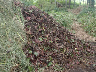 240525刈り取ったスイレン