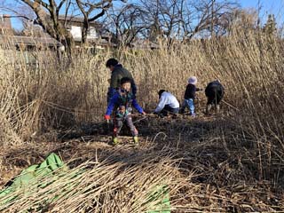 参加者募集!石神井池の湿地保全イベント