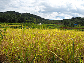 P9178033のコピー