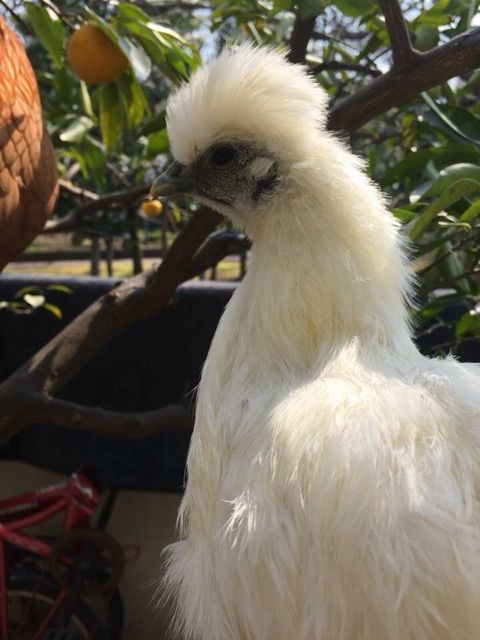 ペットとしてのニワトリの飼い方 ペットのニワトリについて 道 義生と南生 時々愛さん よしおとなお ときどきあいさん
