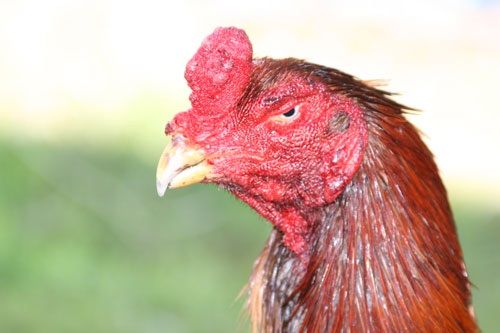 恐竜とニワトリの関係 道 義生と南生 時々愛さん よしおとなお ときどきあいさん