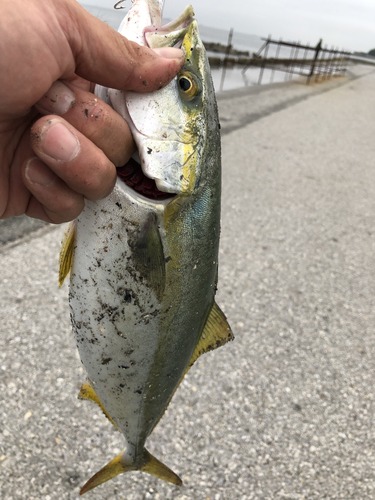 50T0XSD4TbW1GAnrH7KPiA