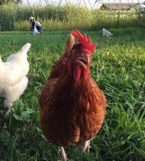 ペットとしてのニワトリの飼い方 ペットのニワトリについて 道 義生と南生 時々愛さん よしおとなお ときどきあいさん