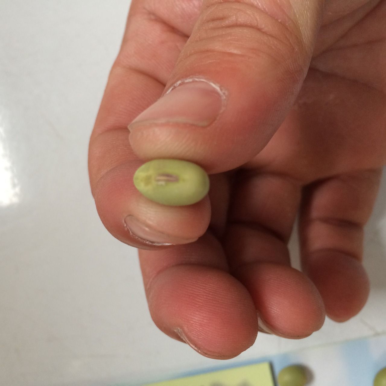 Let S Try 枝豆を植えてみよう 郷土長岡発信プロジェクト Soyがぁ て枝豆