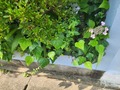 20260606_075805