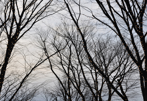 _DSC0011n