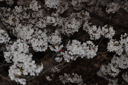DSC_0219
