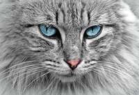 cat-1045782__340