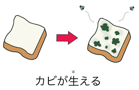 カビが生える