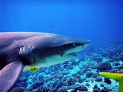 shark
