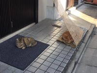 nekolocal