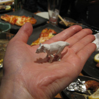 triceratops