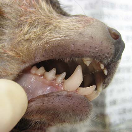ホネホネ団夏の強化合宿 皮剥きマラソン 博物館ネコの手部隊 旧 教育スタッフのお仕事雑記帳 ホネホネ団夏の強化合宿 皮剥きマラソン 博物館ネコの手部隊 旧 教育スタッフのお仕事雑記帳