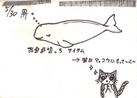 neophocoenatchi