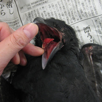 karasuguchi