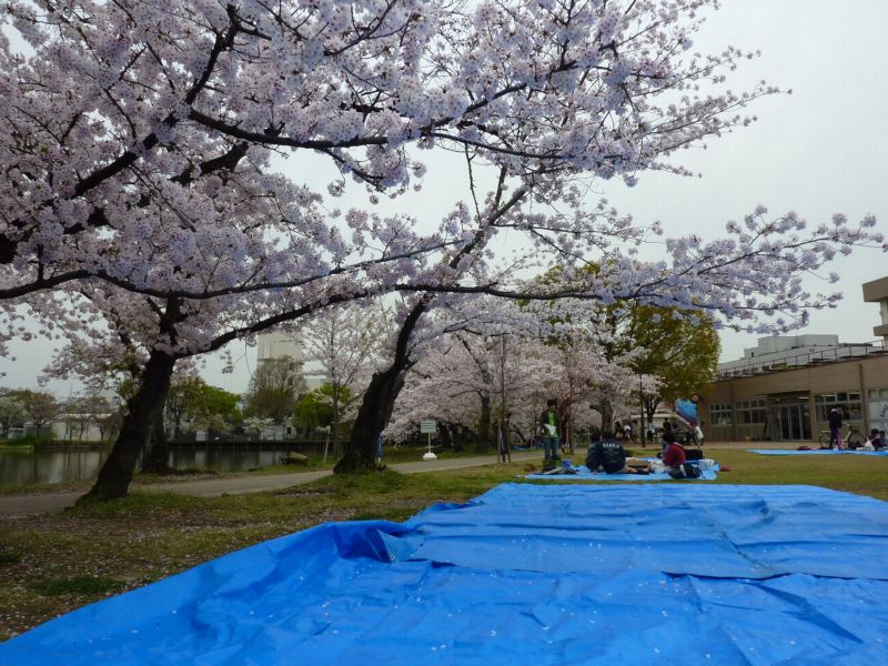 花見の季節 ブルーシートを考える 樋口泰建築事務所 花見の季節 ブルーシートを考える 樋口泰建築事務所