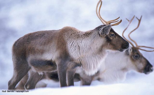 トナカイの本当のお話 Some Facts About Reindeer 英語絵本クラブ