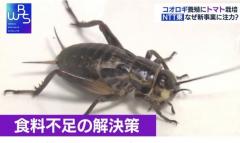 NTT東が参入 通信会社がコオロギを養殖するワケ