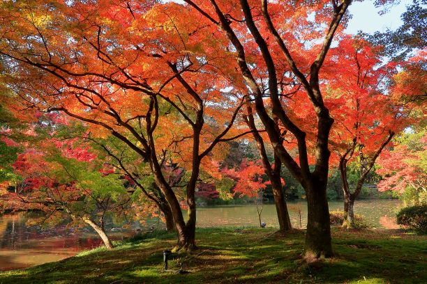 aa植物園201117 (4)jj